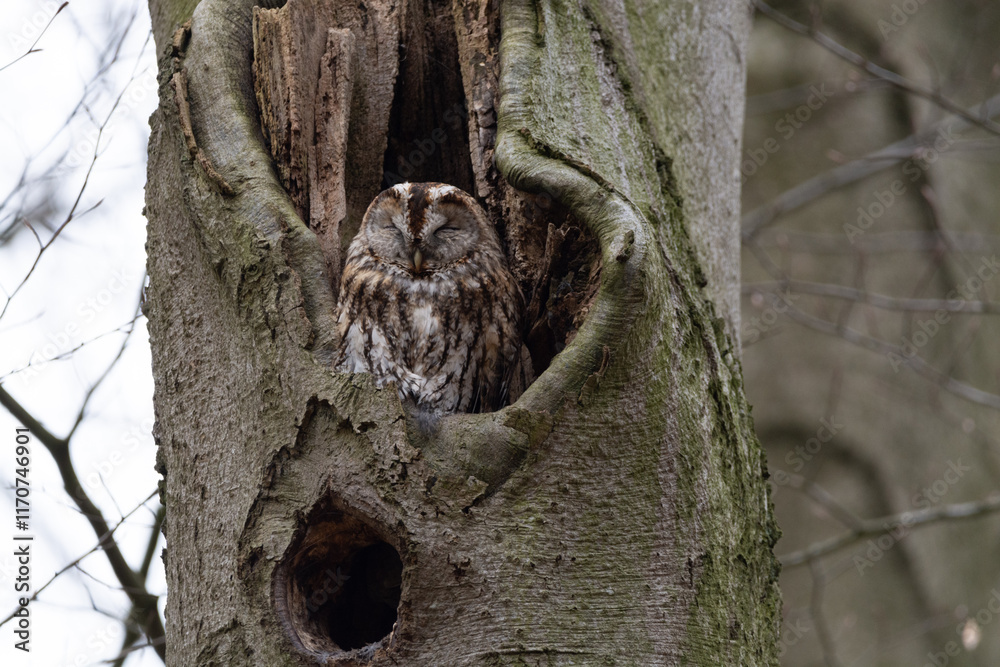 Obraz premium Tawny Owl in a tree at the Veluwe