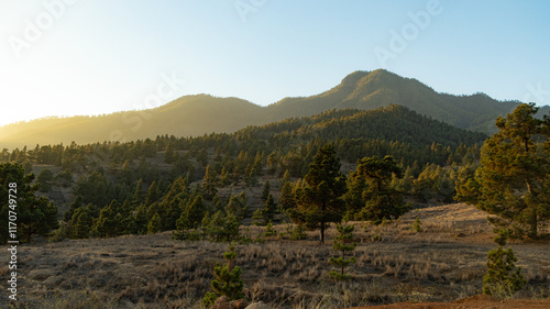 Sunset in the thick Canary pine forest on La Palma