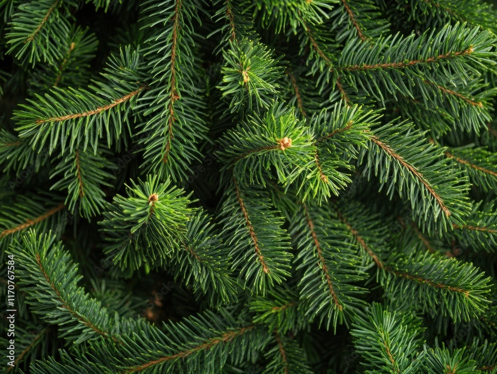 Lush Green Fir Tree Branches Close-Up Texture of Evergreen Needles for Christmas, Nature, and Holiday Backgrounds Lush Green Fir Tree Branches Close-Up Texture of Evergreen Needles for Christmas, Nature, and Holiday Backgrounds