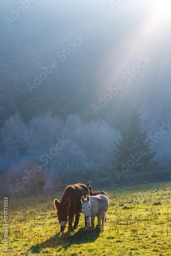 Trois ânes dans le givre se réchauffant sous le soleil de l'hiver, Alsace, CEA, Grand Est, Vosges photo