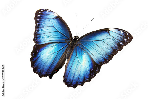A vibrant blue butterfly with iridescent wings, showcasing intricate patterns and delicate details.