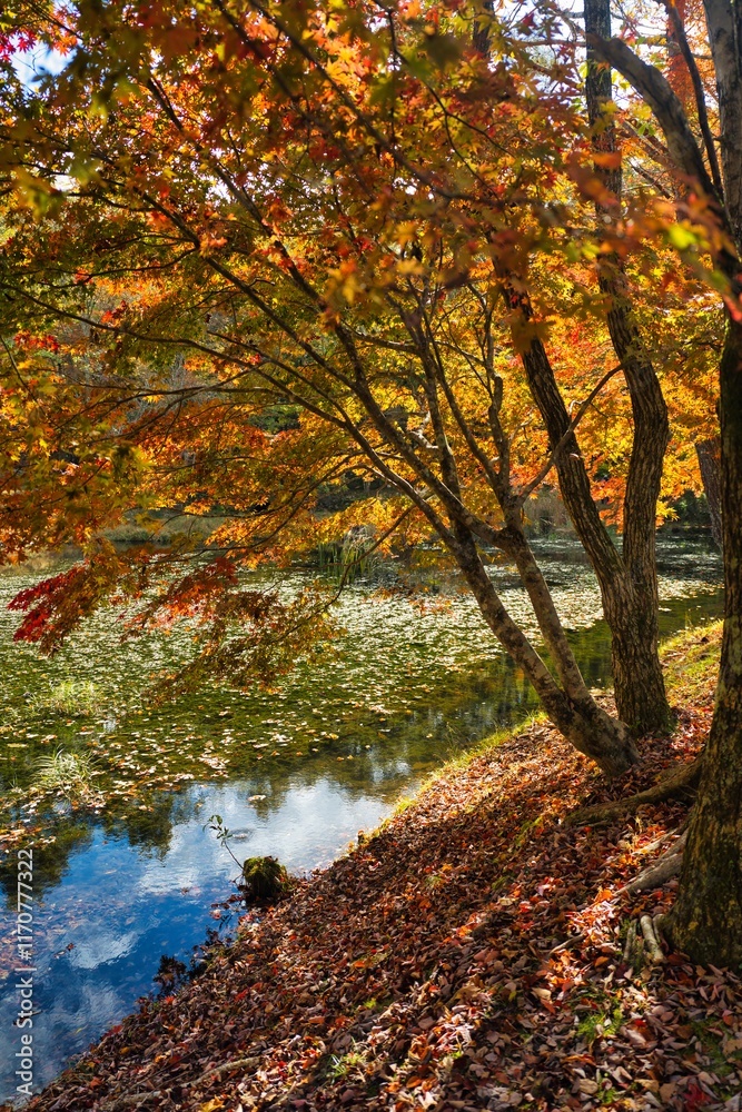 Fototapeta premium 日本の紅葉