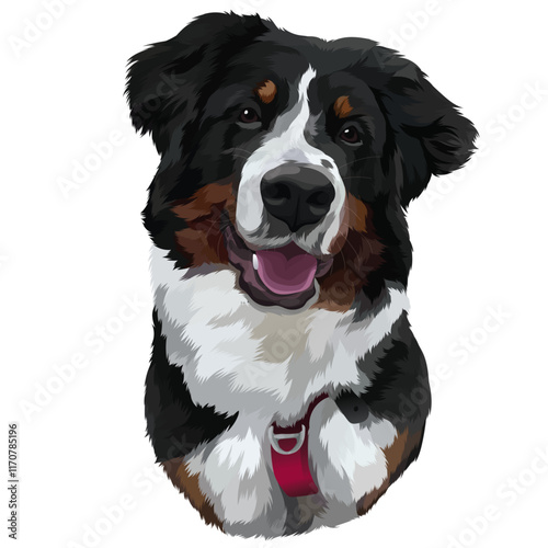 bernese mountain dog
