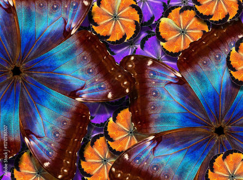 A bright, colorful abstract pattern of butterfly wings in the shape of flower...