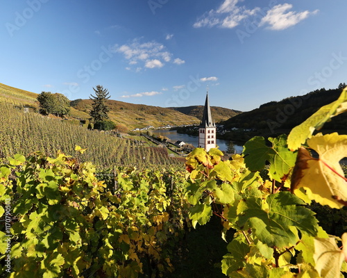 colorful vineyards in Moselle valley, Germany
