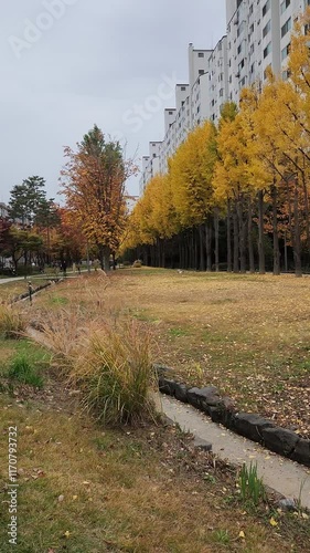 Autumn in Yeontral park in Seoul, South Korea photo