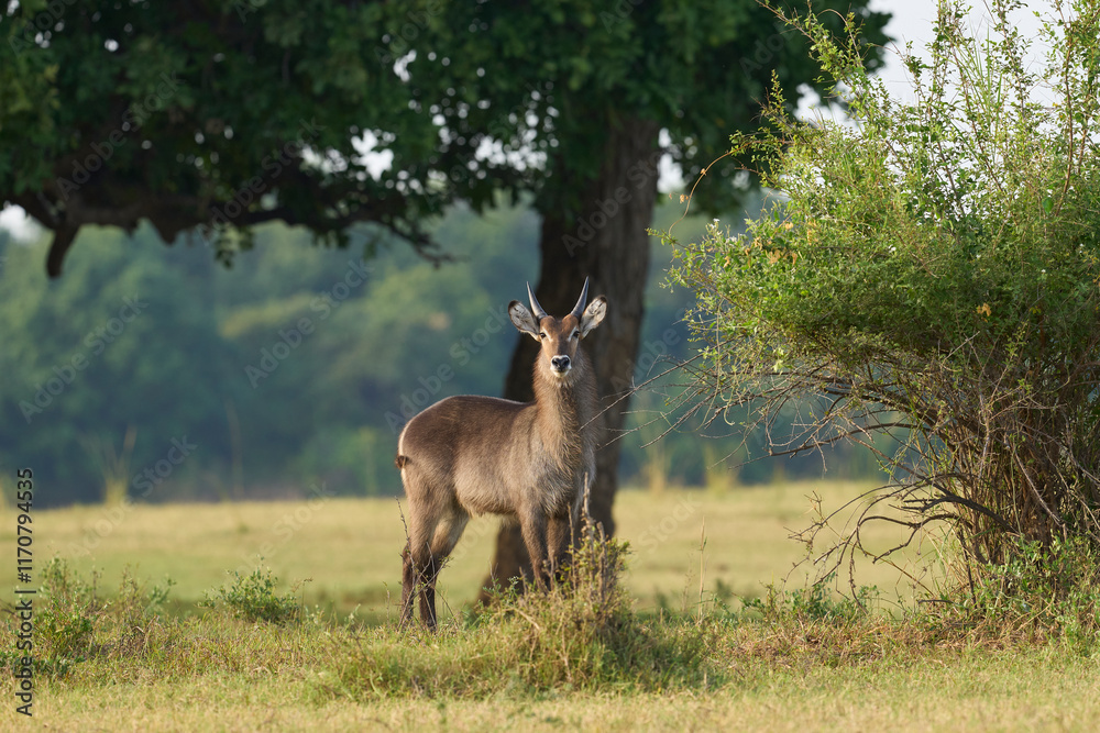 Waterbuck (Kobus ellipsiprymnus) on a grassy plain of South Luangwa National Park, Zambia Waterbuck (Kobus ellipsiprymnus) on a grassy plain of South Luangwa National Park, Zambia