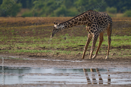 Thornicroft giraffe (Giraffa camelopardalis thornicrofti) drinking in South Luangwa National Park, Zambia photo