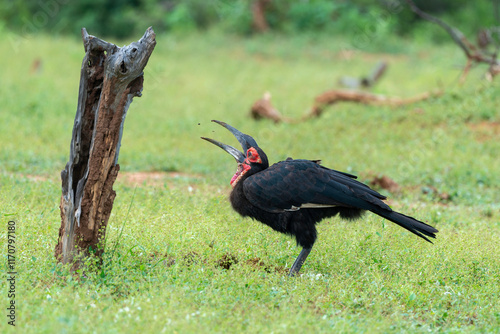 Bucorve du Sud, Grand calao terrestre, Bucorvus leadbeateri, Southern Ground Hornbill photo