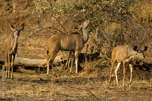 Grand koudou, Tragela strepsiceros, Parc national de Ruaha, Tanzanie photo
