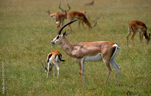 Gazelle de Grant, Gazella granti, Gazelle de Thomson , Gazella leptoceros, Réserve de Masai Mara, Kenya photo