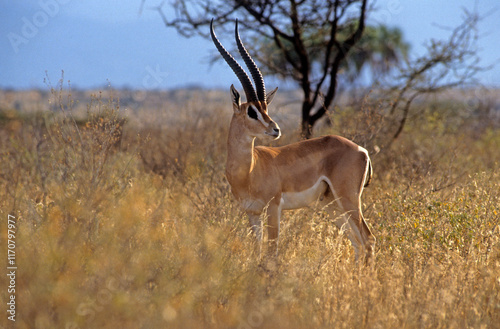 Gazelle de Rainey, Gazella raineyi , Parc national de Samburu, Kenya photo