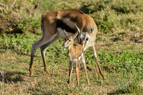 Gazelle de Thomson, Gazella Thomsonii, femelle, jeune, Afrique de l'Est photo