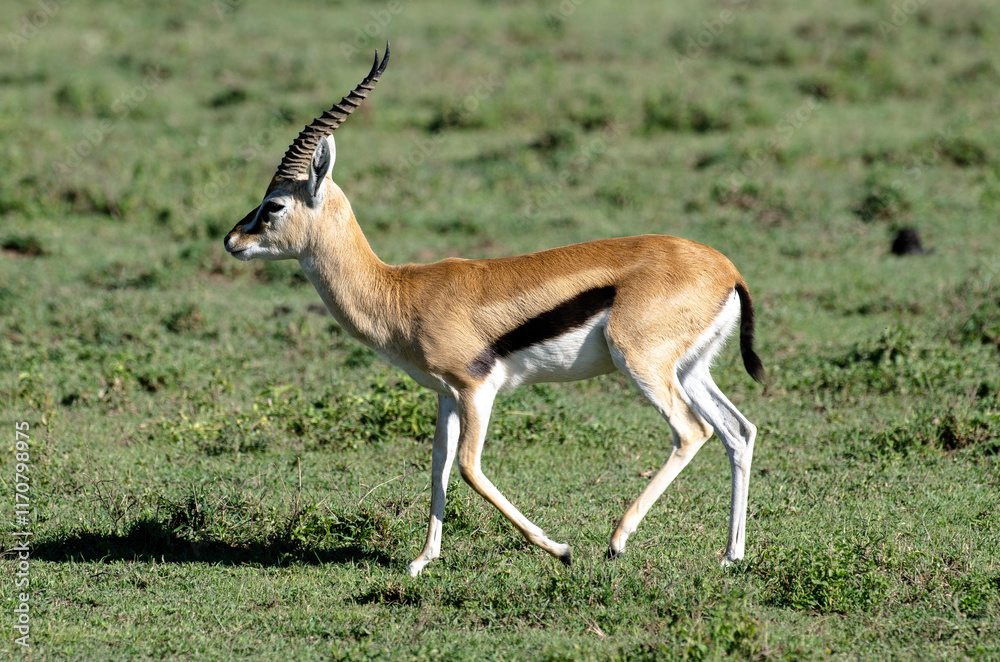 Gazelles de Thomson, Eudorcas thomsonii nasalis, Afrique de l'Est Gazelles de Thomson, Eudorcas thomsonii nasalis, Afrique de l'Est