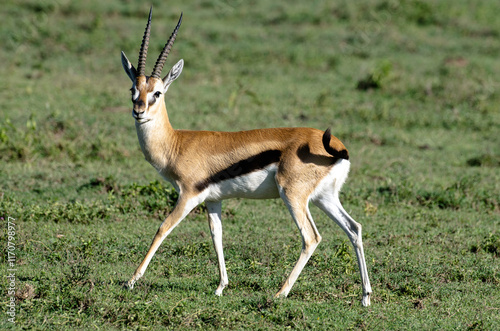 Gazelles de Thomson, Eudorcas thomsonii nasalis, Afrique de l'Est photo