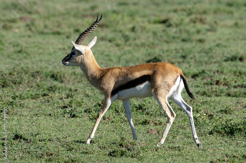 Gazelles de Thomson, Eudorcas thomsonii nasalis, Afrique de l'Est photo