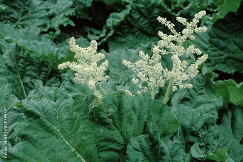 Fototapeta Naklejka Na Ścianę i Meble -  Rhubarbe, Rueum rhabarbarum, variété Brown's Crimson