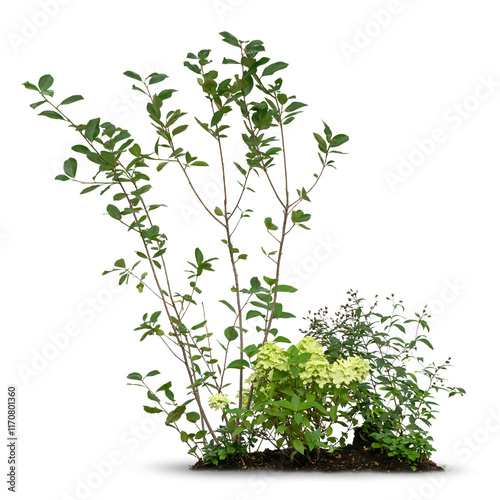 Cut out group of small green plants and flowers isolated on white background
