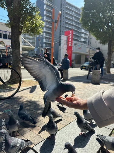 Pigeon eating food on the hand