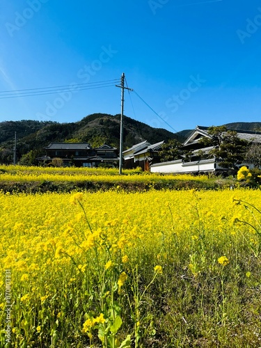 field of flowers and sky