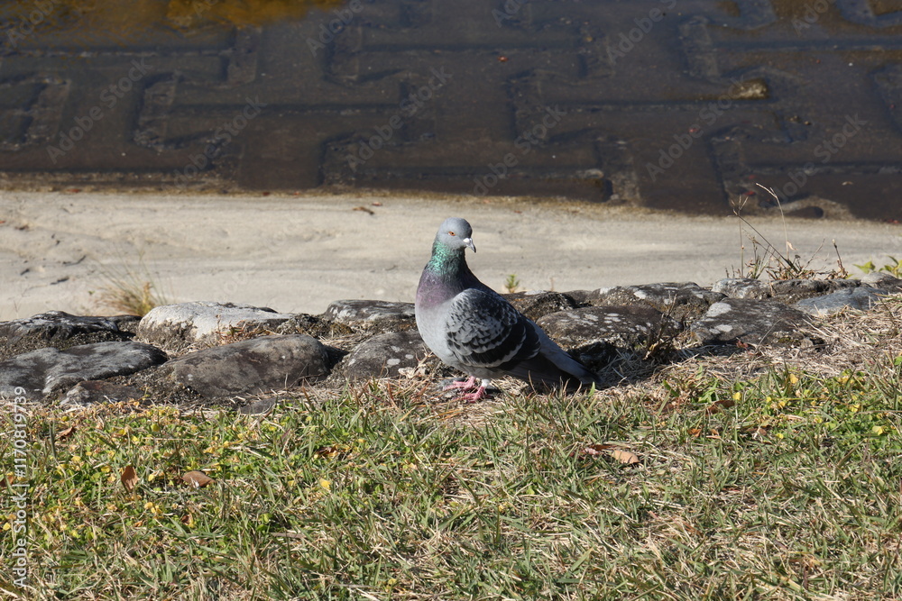 Fototapeta premium 鳩
