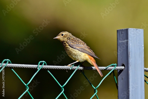 junger Gartenrotschwanz (Ästling) // juvenile common redstart (Phoenicurus phoenicurus)  photo