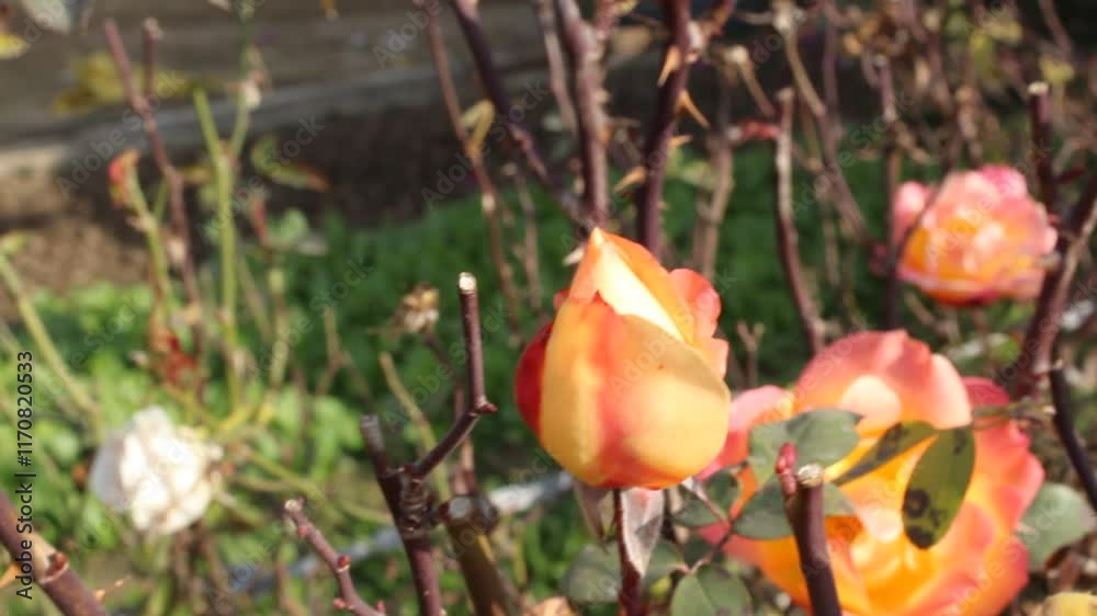 Rose flowers with original natural sound Rose flowers with original natural sound