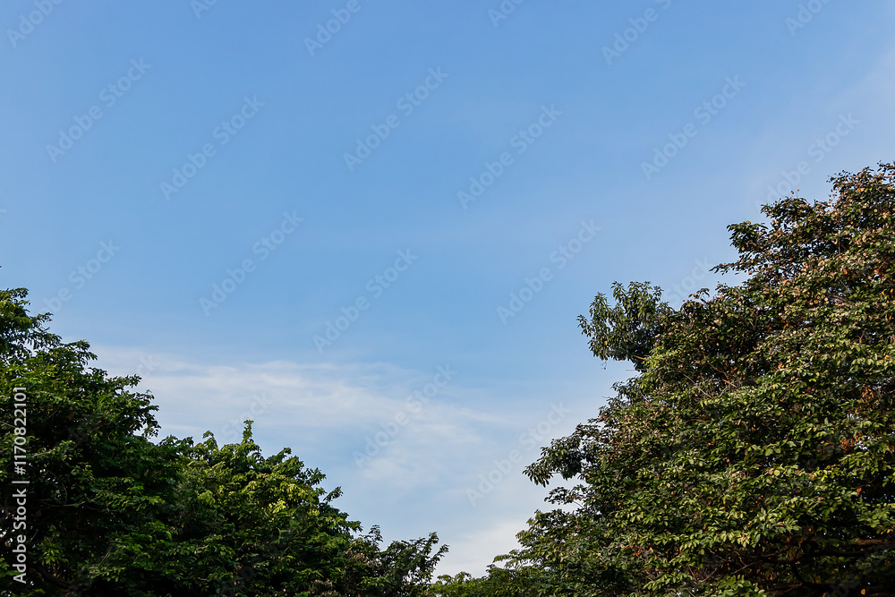 View of treetops and the sky, perfect for a background. View of treetops and the sky, perfect for a background.