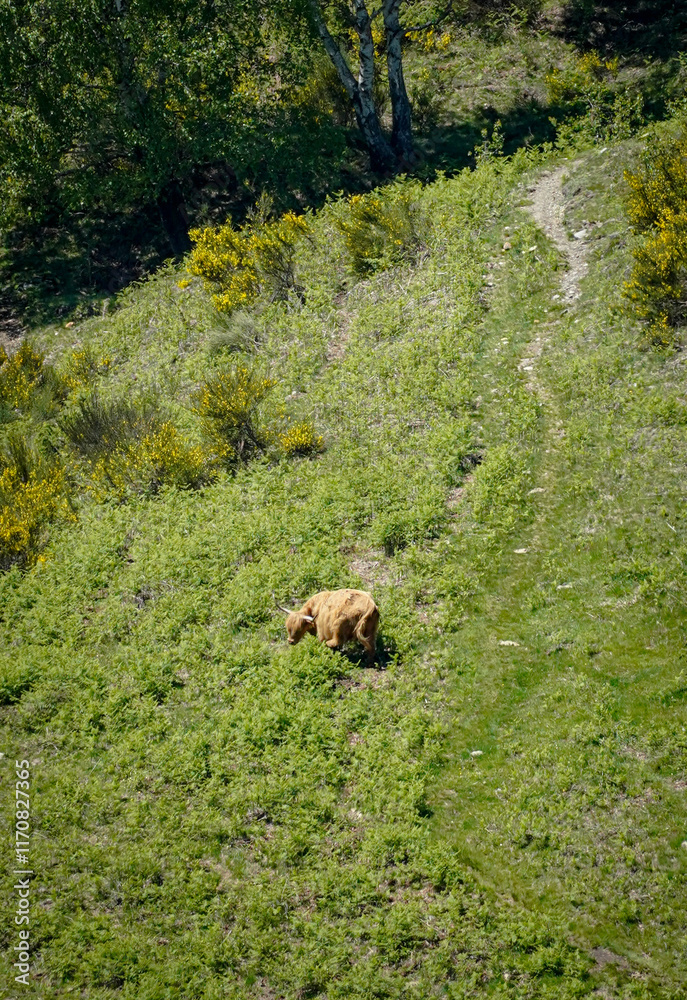 Single brown Highland cattle eating grass on a green grass covered mountain slope with a path, Switzerland Single brown Highland cattle eating grass on a green grass covered mountain slope with a path, Switzerland