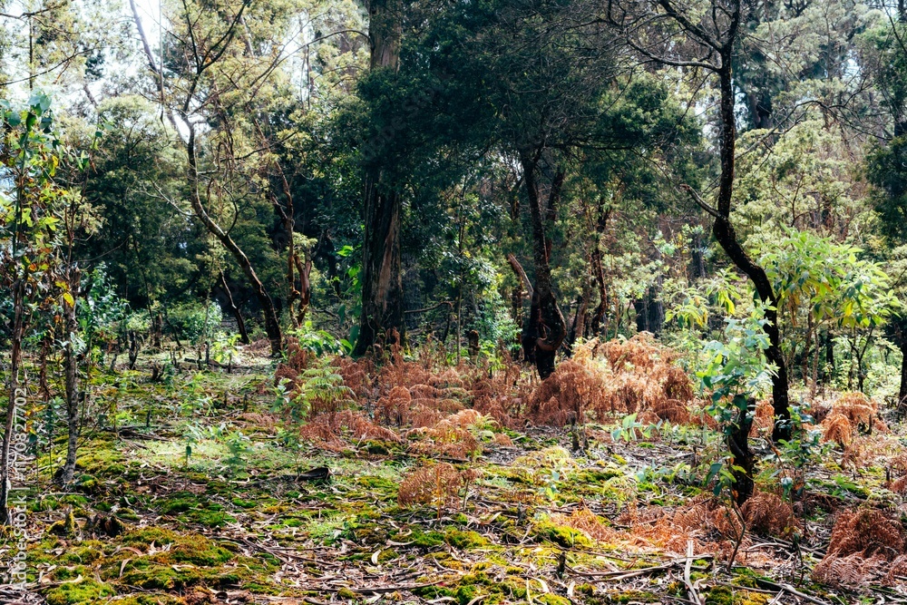 Lush forest with vibrant foliage and sunlight. Lush forest with vibrant foliage and sunlight.