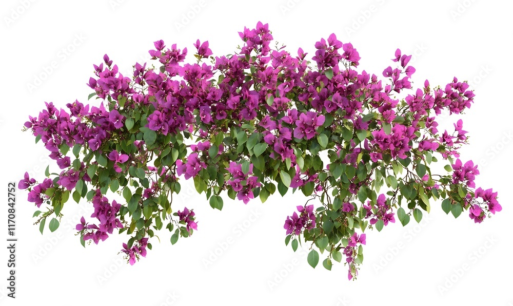 Overhead view of vibrant purple bougainvillea bush with green leaves isolated on white. Overhead view of vibrant purple bougainvillea bush with green leaves isolated on white.