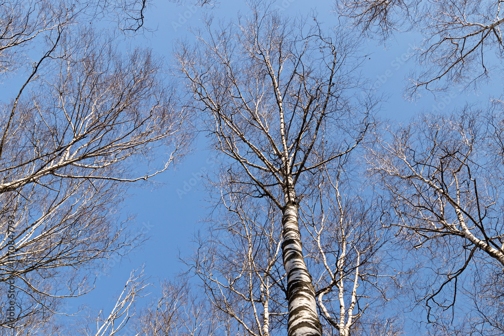 Fototapeta premium white birches against the blue sky in the park. spring landscape, view up