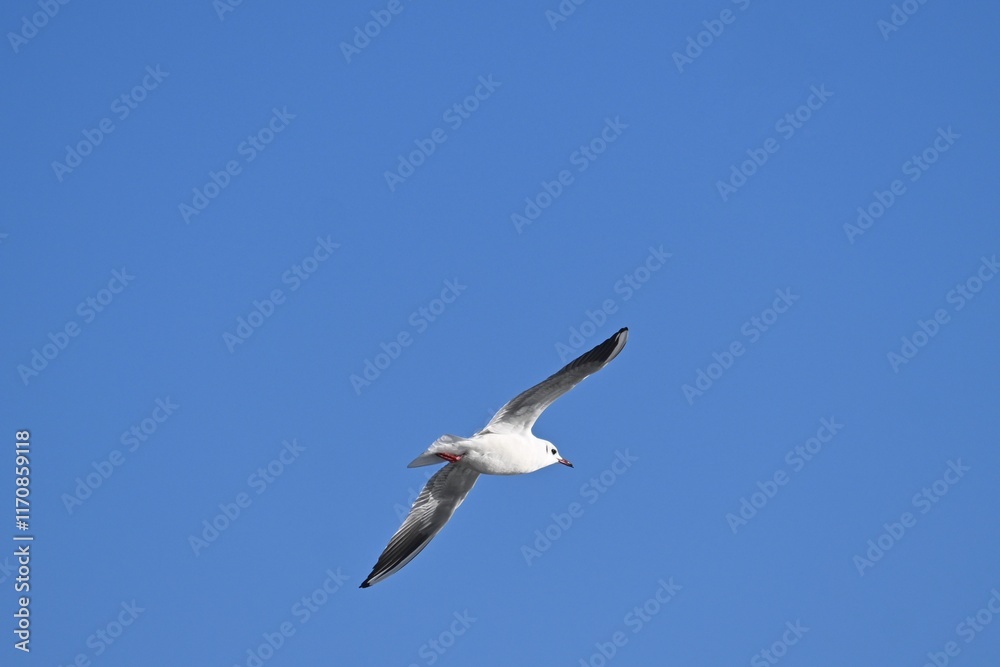 Seagulls Flying Against a Clear Blue Sky Seagulls Flying Against a Clear Blue Sky