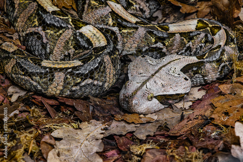 The Gaboon viper (Bitis gabonica), also called the Gaboon adder photo
