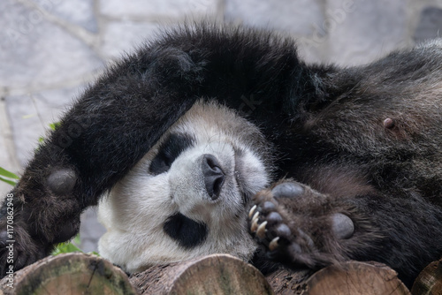 Giant panda is sleeping (Ailuropoda melanoleuca) also known as the panda bear or simply the panda, is a bear native to south central China. photo