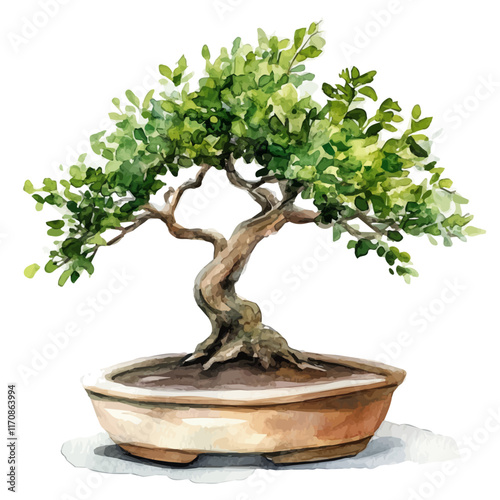 A watercolor vector painting of an Indian Sandalwood Bonsai, isolated on a white background. Indian Sandalwood Bonsai vector.

