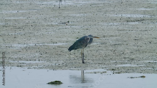 Bird standing on sandy Sitra shore photo