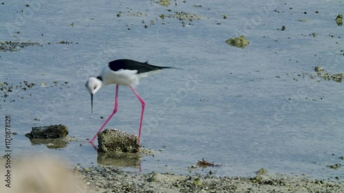 Two Shore birds looking for food in Sitra shore photo