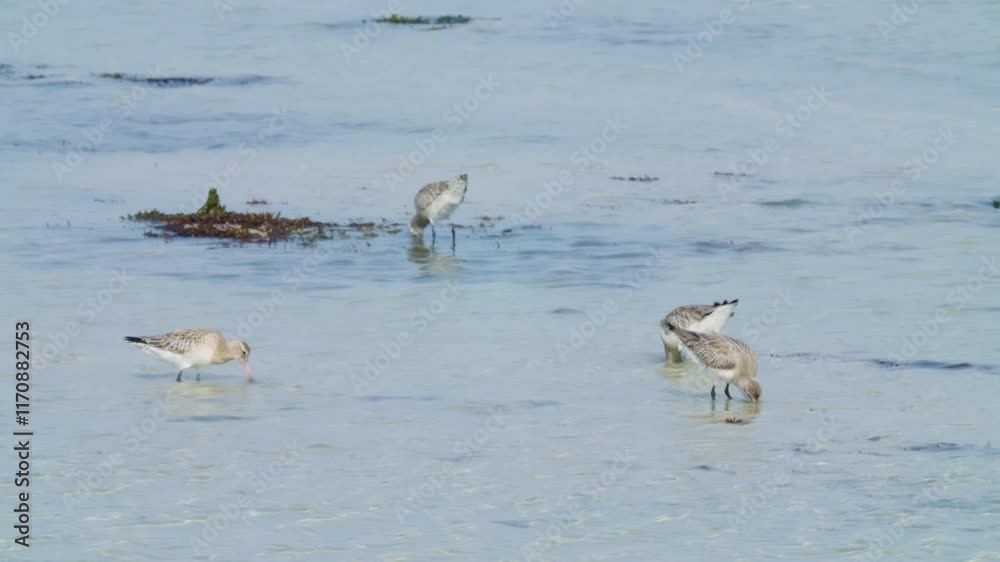 Four shore birds feeding in shallow water of Sitra shore Four shore birds feeding in shallow water of Sitra shore