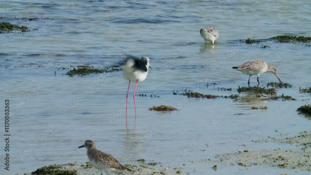 Shore birds feeding and preening in Sitra shore Shore birds feeding and preening in Sitra shore