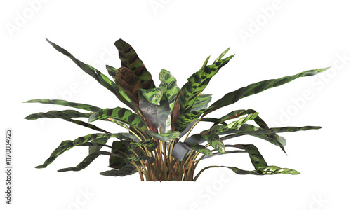 Goeppertia insignis Plant PNG. Rattlesnake plant png. Calathea Insignis Plant isolated on transparent background. Calathea Lancifolia leaves isolated on transparent background. indoor plant png. photo