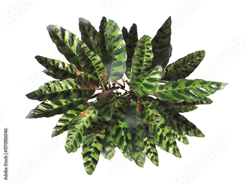 Goeppertia insignis Plant PNG. Rattlesnake plant png. Calathea Insignis Plant isolated on transparent background. indoor plant png. Calathea Lancifolia leaves isolated on transparent background.