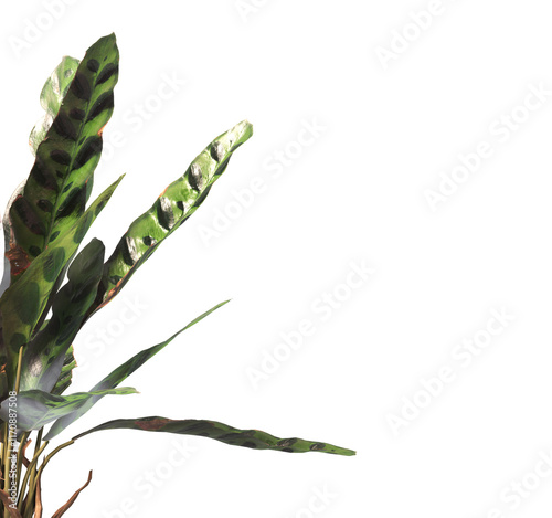 Goeppertia insignis Plant PNG. Rattlesnake plant png. Calathea Insignis Plant isolated on transparent background. Calathea Lancifolia leaves isolated on transparent background. indoor plant png.	 photo