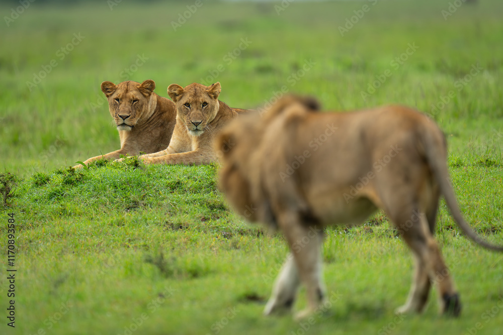 Fototapeta premium Two lionesses watch male lion approaching them