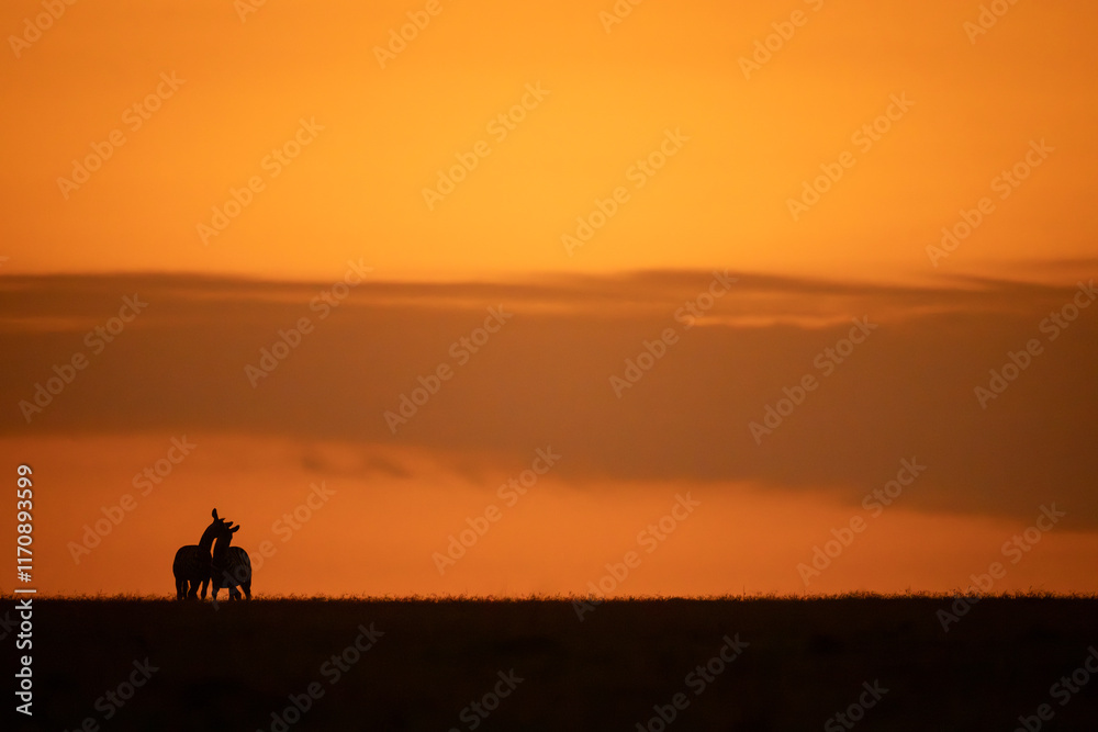 Two plains zebras wrestle on sunset horizon Two plains zebras wrestle on sunset horizon