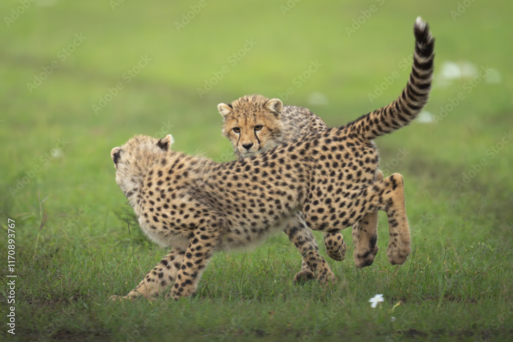 Fototapeta premium Two cheetah cubs playing on short grass