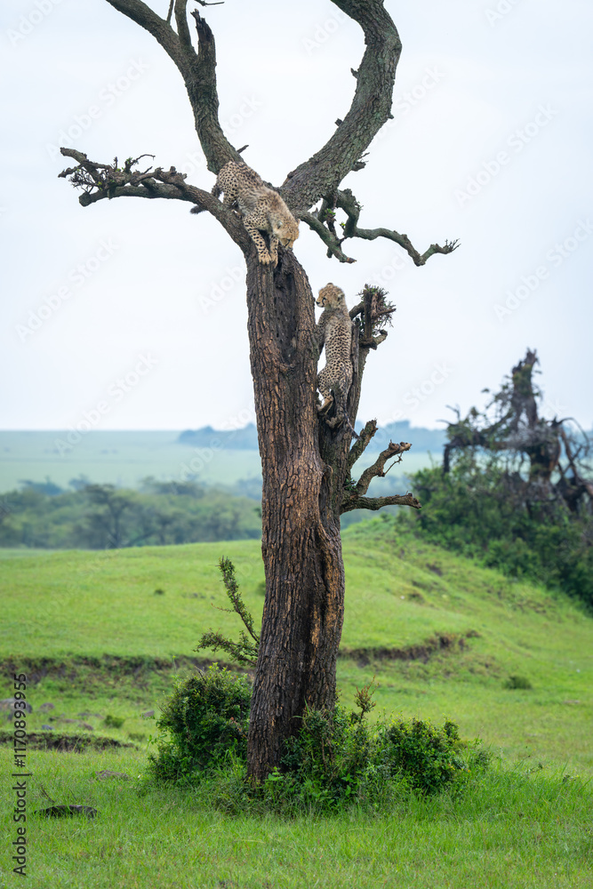 Obraz premium Two cheetah cubs climb tree on savanna