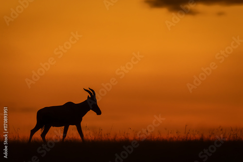 Topi stands walks along horizon after sunset photo