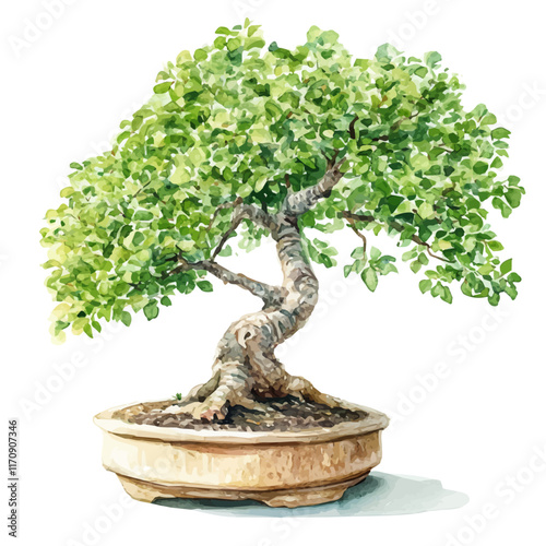 A watercolor vector painting of an Indian Cork Tree Bonsai, isolated on a white background. Indian Cork Tree Bonsai vector.

