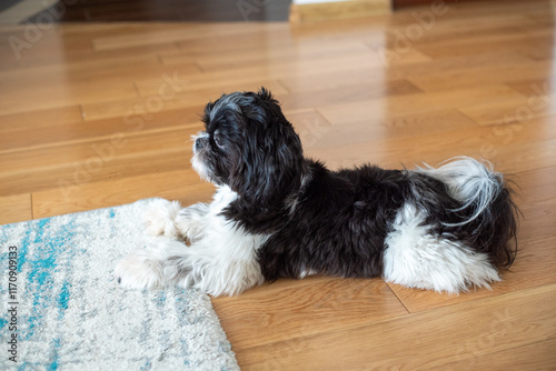 Black and white Shih Tzu dog at home photo